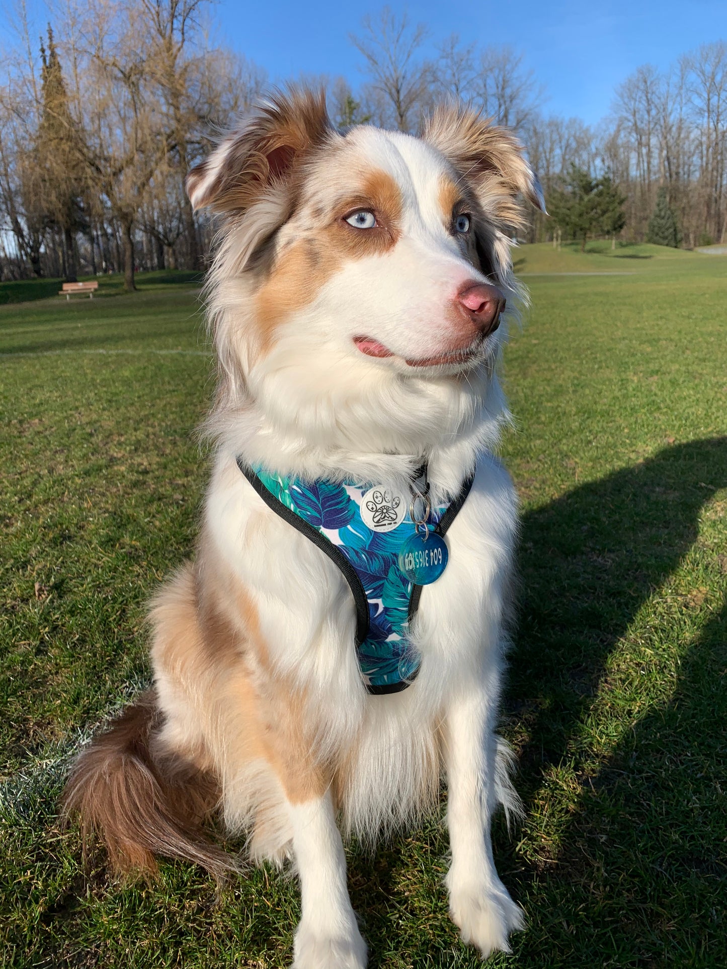 Under The Palms Harness