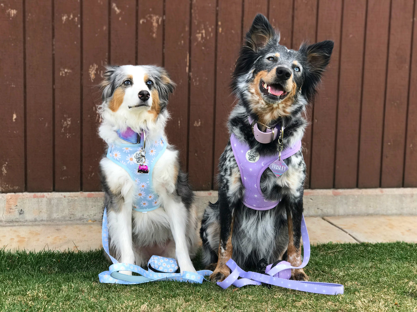 Luna Harness