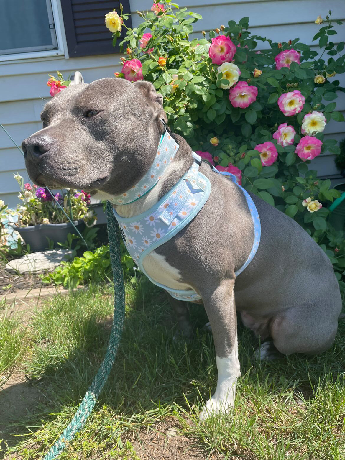 Flower Power Harness