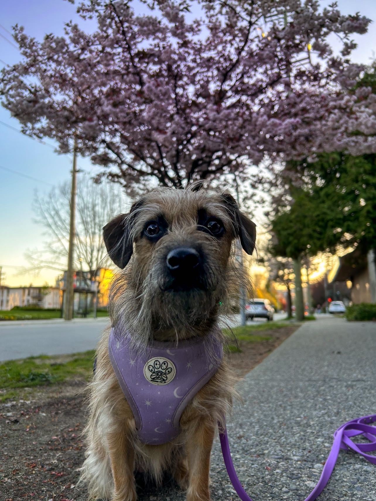 Luna Harness
