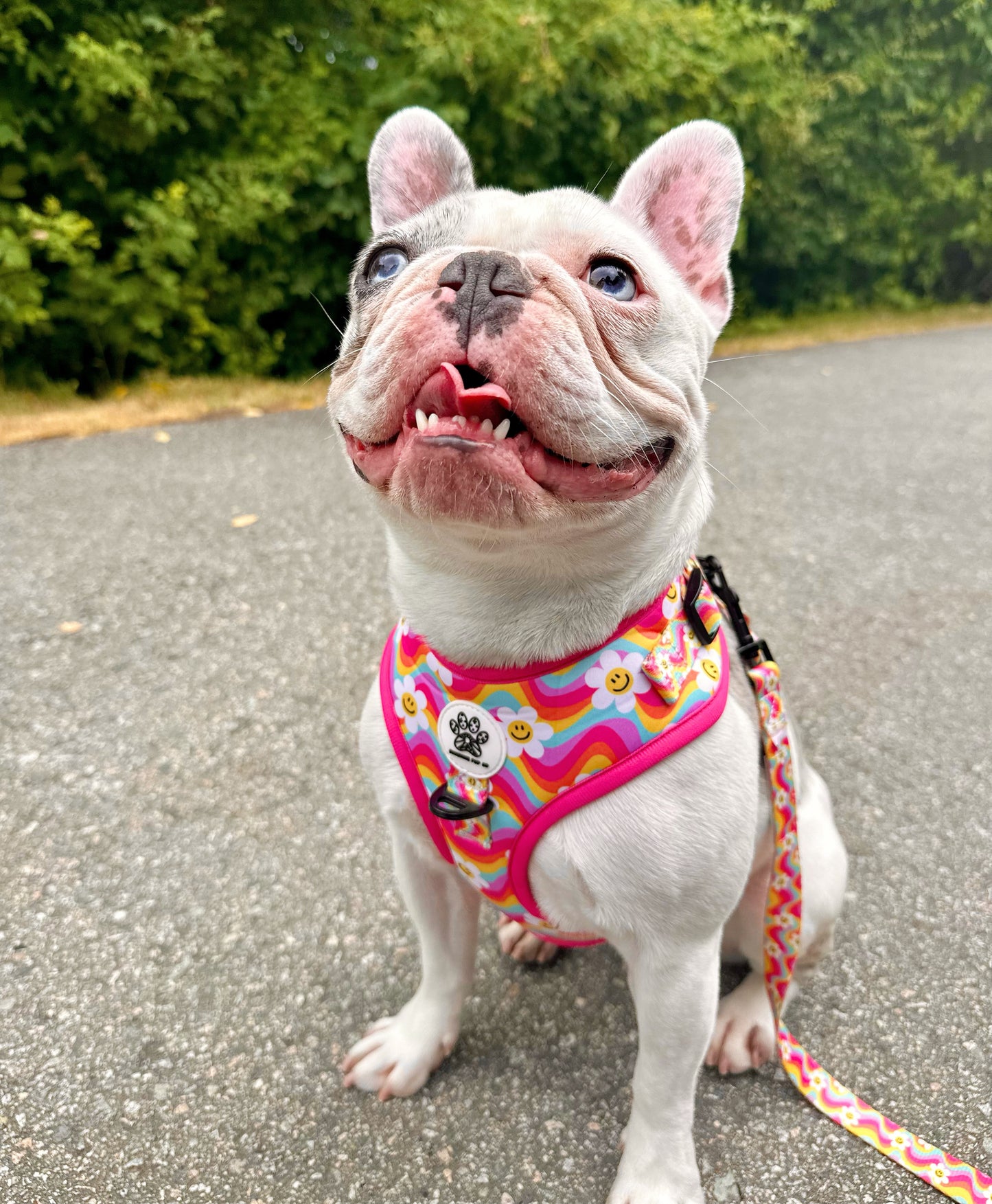 Groovy Daisy Full Walk Set