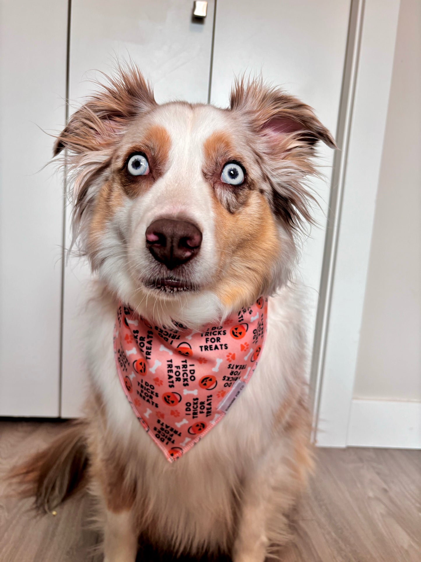 Tricks For Treats Bandana