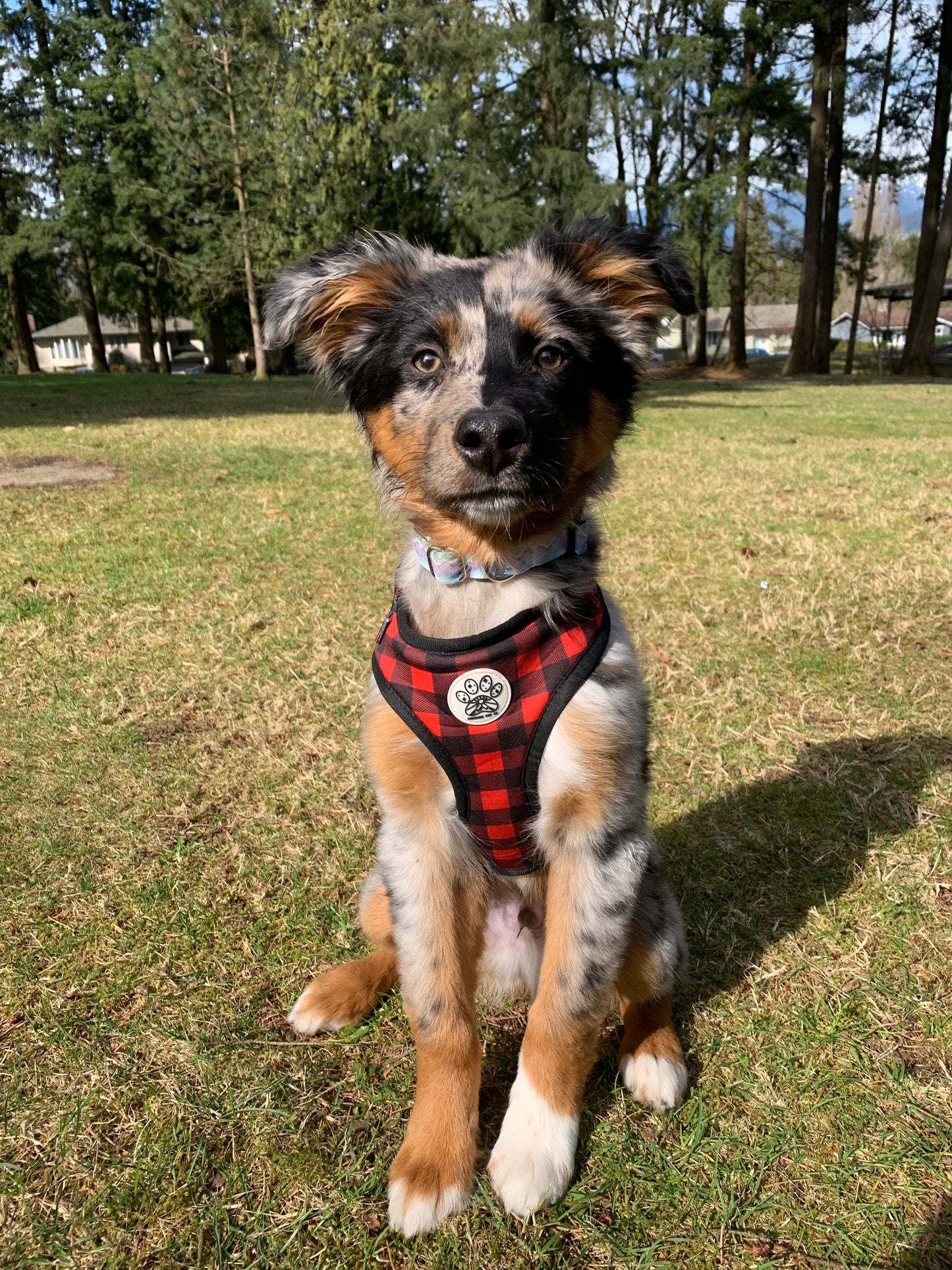 Buffalo Plaid Harness