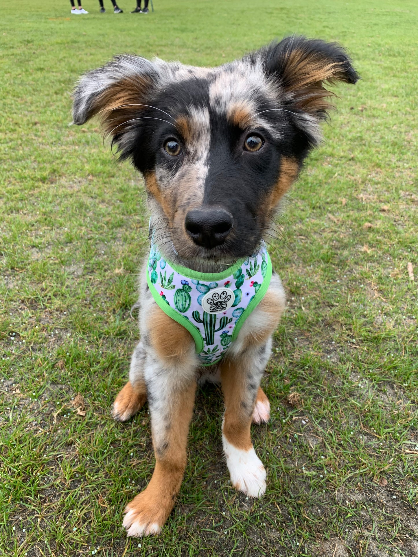 Cactus Craze Harness
