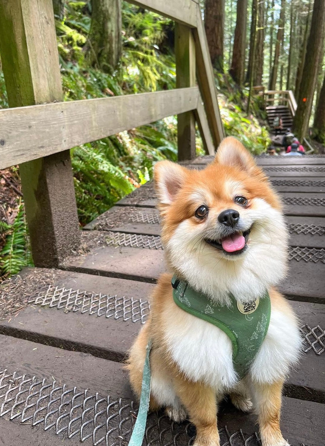 Wanderlust Harness