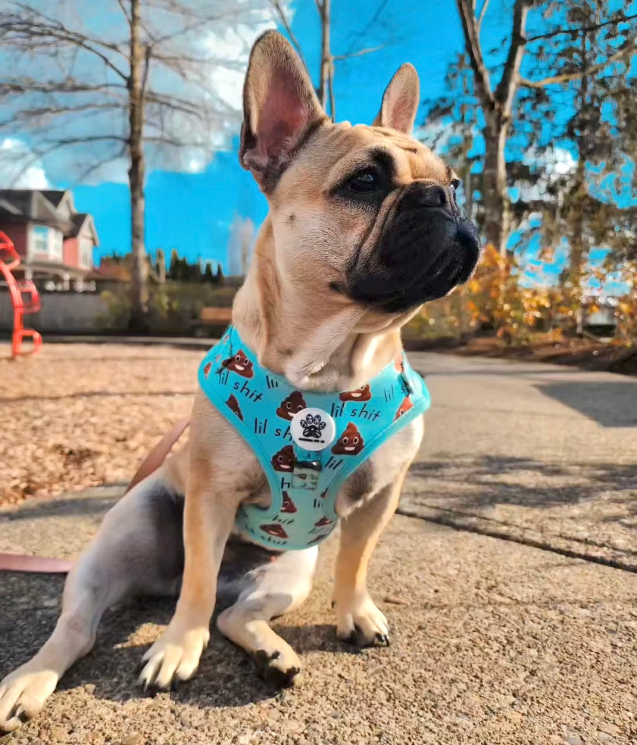 Lil Sh*t Harness