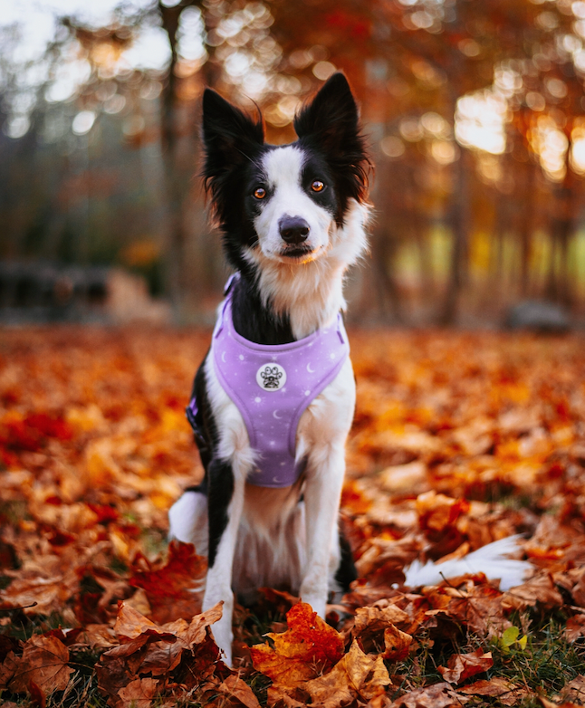 Luna Harness