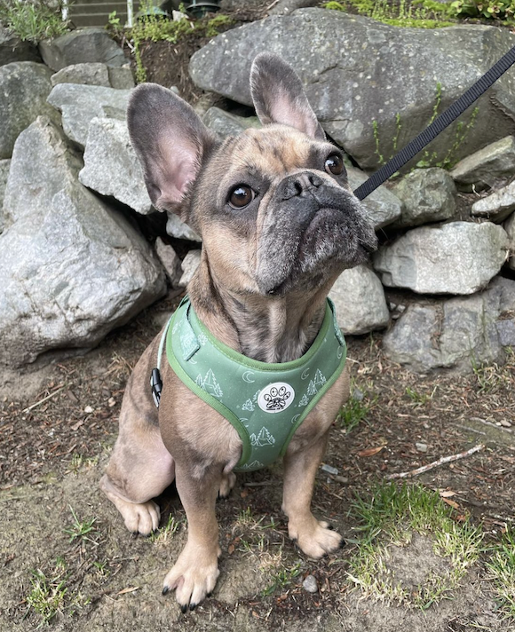 Wanderlust Harness