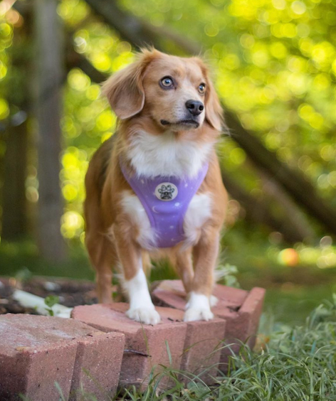 Luna Harness