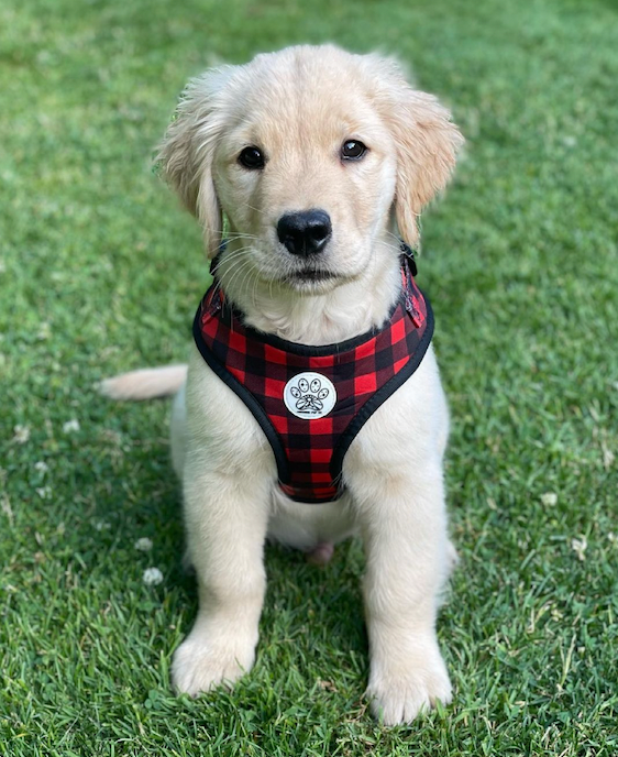 Buffalo Plaid Harness