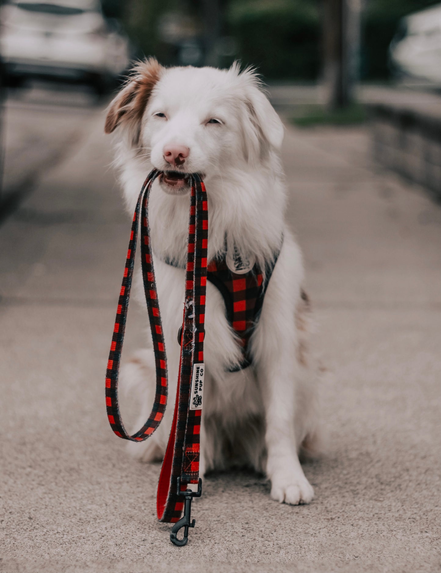 Buffalo Plaid Harness
