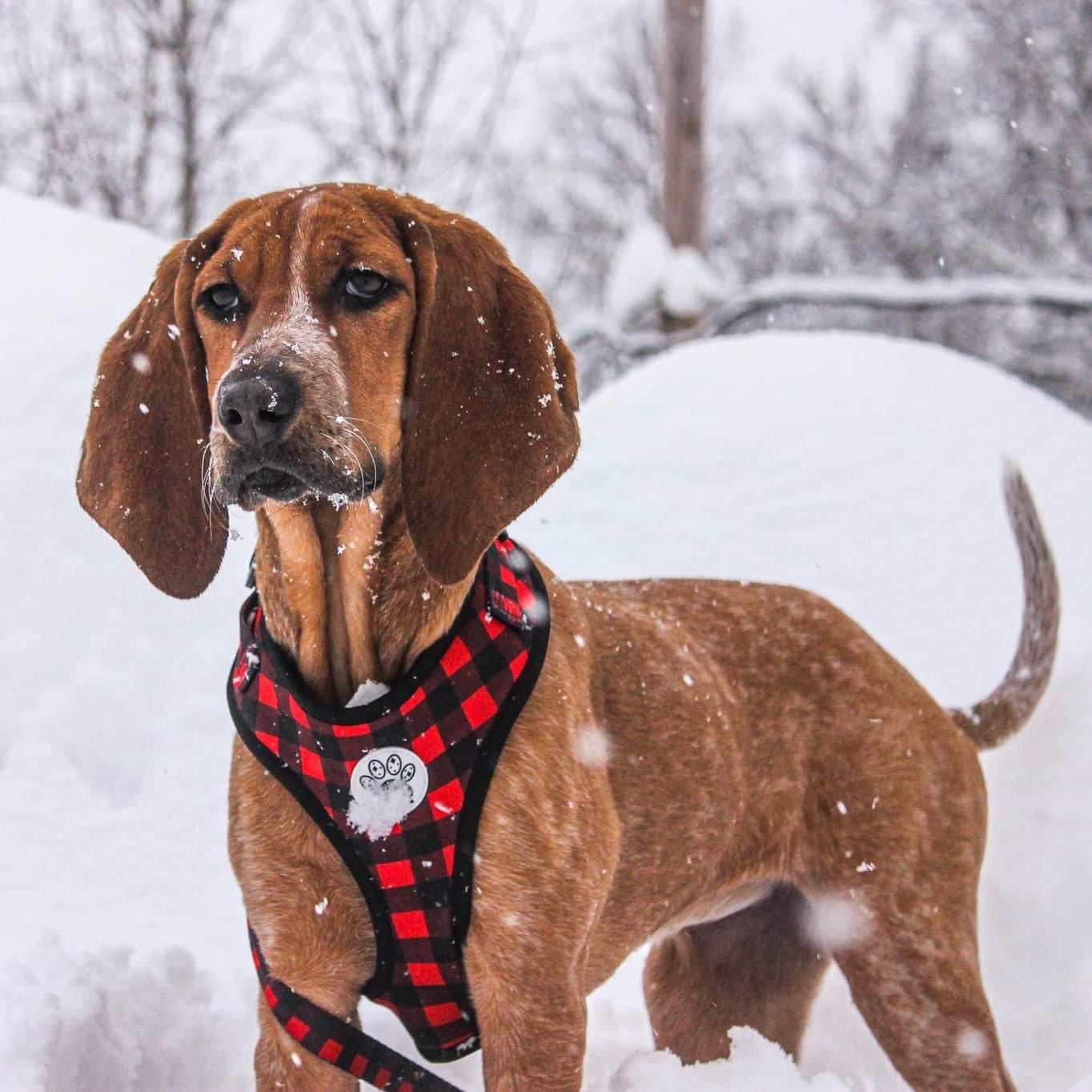 Buffalo Plaid Harness